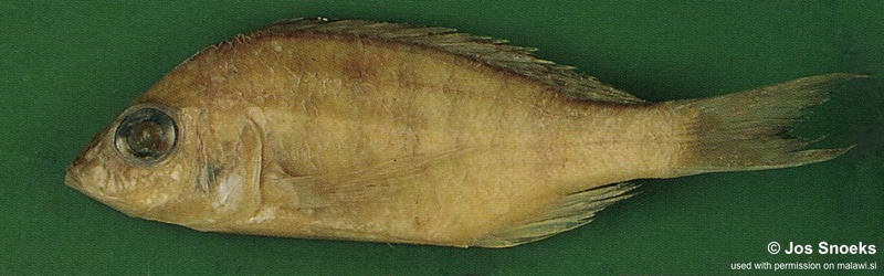 Alticorpus sp. 'deep bicuspid' Nkhotakota
